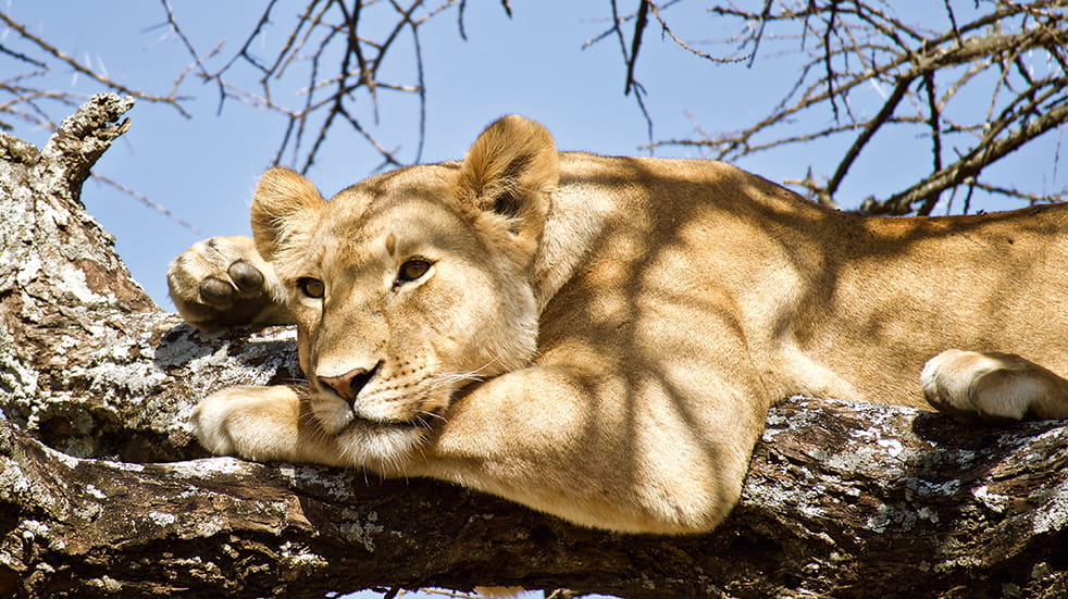 Explore Travel guide: lion on safari